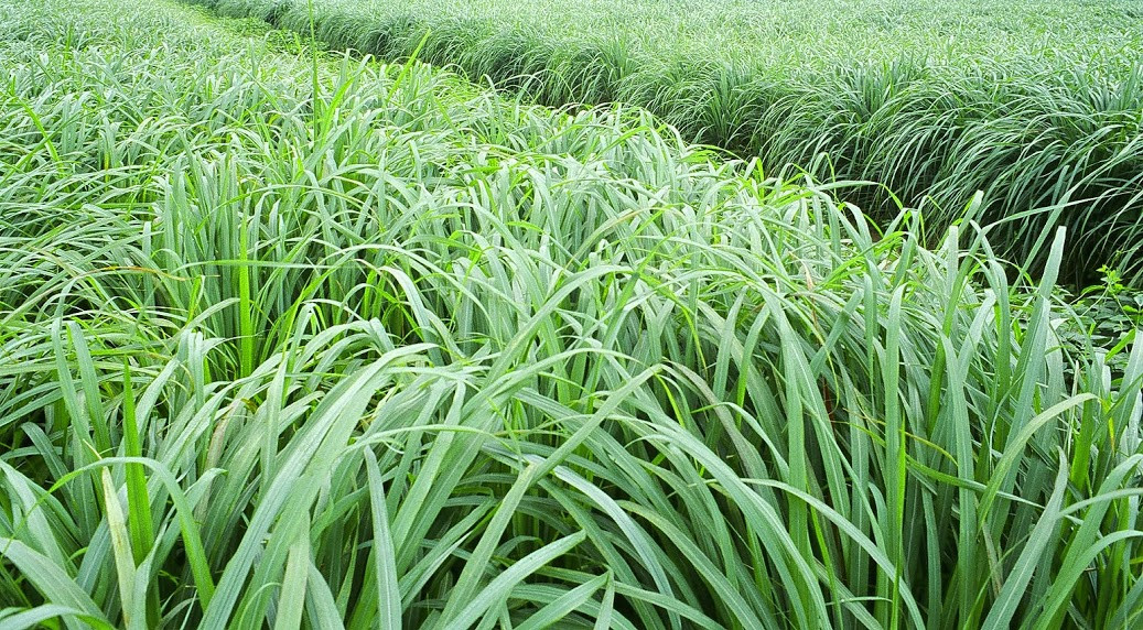 Không những vậy, lá sả còn được sử dụng để chưng cất tinh dầu, hoặc được dùng trong chế biến xà phòng nước hoa nhờ hương thơm dễ chịu. Ảnh: googleusercontent.