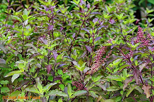 Cũng như lá sả, cành và lá hương nhu cũng được chưng cất lấy tinh dầu dùng trong ngành y dược và sản xuất nước hoa. Ảnh: nasol.