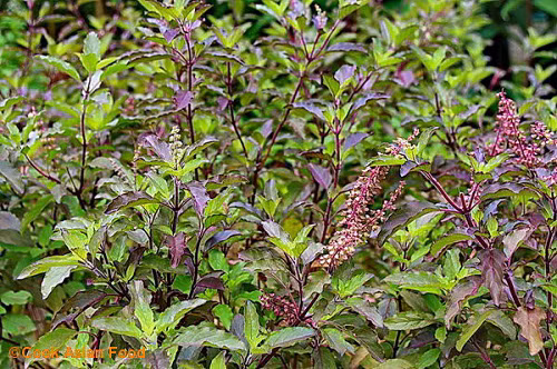 Cũng như lá sả, cành và lá hương nhu cũng được chưng cất lấy tinh dầu dùng trong ngành y dược và sản xuất nước hoa. Ảnh: nasol.