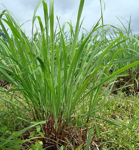 Vì vậy, ngoài lá mùi già, bạn có thể thêm một chút lá sả vào nồi nước xông tắm ngày cuối năm sẽ rất thơm và có tác dụng thư giãn, giúp tinh thần sảng khoái. Ảnh: blogcaycanh.