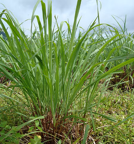 Vì vậy, ngoài lá mùi già, bạn có thể thêm một chút lá sả vào nồi nước xông tắm ngày cuối năm sẽ rất thơm và có tác dụng thư giãn, giúp tinh thần sảng khoái. Ảnh: blogcaycanh.