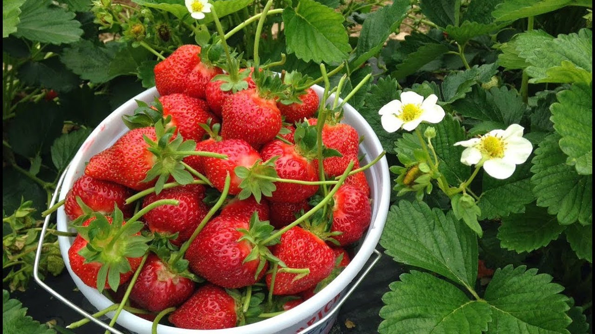 Dâu tây cũng là loại trái cây lành mạnh bạn nên ăn vào buổi tối nhờ các chất chống oxy hóa, vitamin C có trong dâu tây sẽ giúp bạn ngủ sâu hơn, đồng thời cũng giảm cân hiệu quả. Ảnh: ytimg.