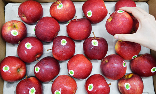 Lý do là vì trong táo rất nhiều chất xơ, vitamin và khoáng chất trong khi lại chứa rất ít calories. Trung bình một quả táo chứa khoảng 100 calories. Ảnh: ndh.