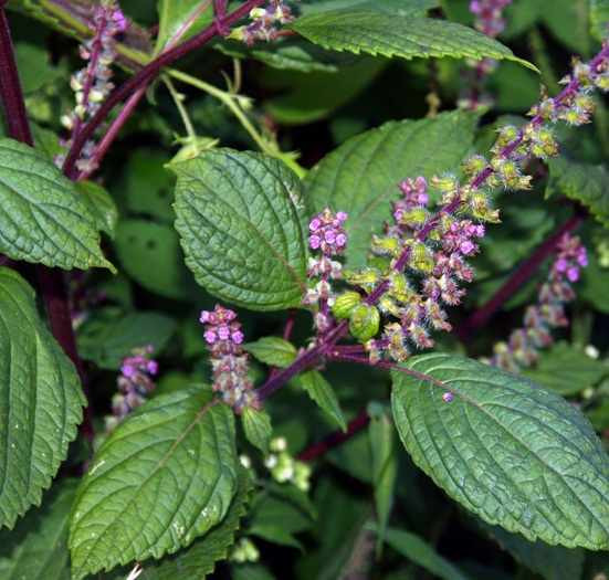 Với hàm lượng chất chất oxy hóa cao, nhiều vitamin C cùng lượng tinh dầu perila aldehyde và limonene,...tía tô có thể xem như như một loại mỹ phẩm thiên nhiên giúp tắm trắng da hiệu quả và an toàn. Ảnh: trungtamduoclieu.