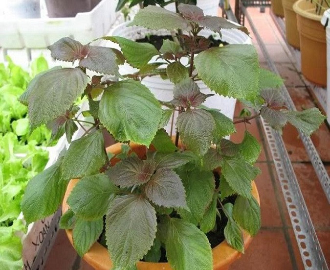 Sau khi tráng toàn bộ cơ thể bằng nước ấm để lỗ chân lông nở ra, bạn lấy phần lá tía tô và vỏ chanh chà nhiều lần lên da rồi dùng nước lá tía tô dội lên, tiếp tục massage khắp cơ thể trong khoảng 5 phút nữa. Ảnh: hecwin.