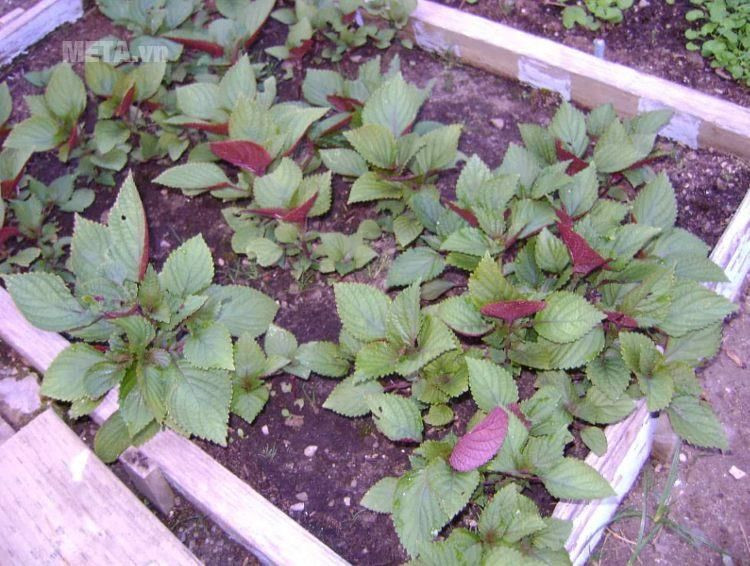 Tía tô và ngải cứu sau khi rửa sạch, bạn hãy thái nhỏ và đun cùng với khoảng 1 lít nước trong 10 phút. Sau đó, bạn lọc lấy nước, để nguội và vắt thêm nước cốt 1 quả chanh. Ảnh: meta.