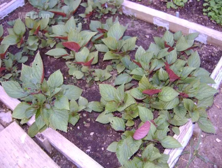 Tía tô và ngải cứu sau khi rửa sạch, bạn hãy thái nhỏ và đun cùng với khoảng 1 lít nước trong 10 phút. Sau đó, bạn lọc lấy nước, để nguội và vắt thêm nước cốt 1 quả chanh. Ảnh: meta.