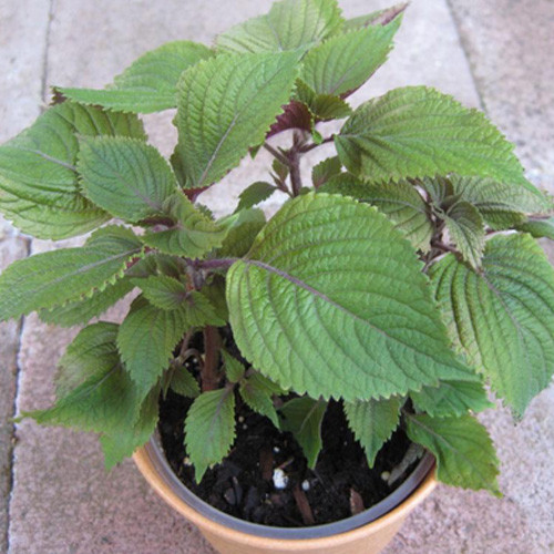 Bạn có thể kết hợp tía tô với ngải cứu để làm tăng hiệu quả tắm trắng da. Ảnh: vuonxanh24h.