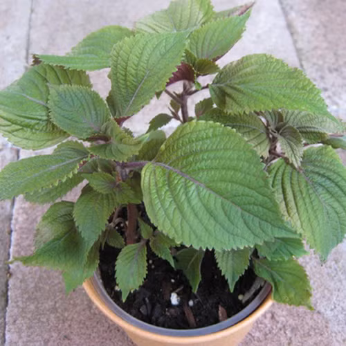 Bạn có thể kết hợp tía tô với ngải cứu để làm tăng hiệu quả tắm trắng da. Ảnh: vuonxanh24h.