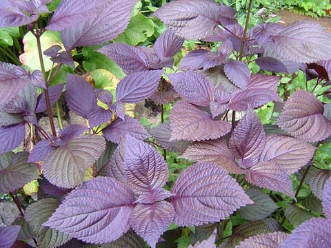 Sau khi tắm sạch với xà phòng, bạn lấy nước này mát xa lên toàn cơ thể trong 15 phút trước khi tráng 1 lần nữa với nước sạch. Ảnh: phunutoday.