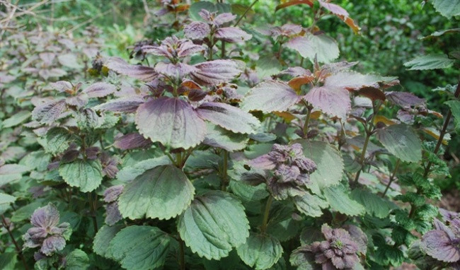 Với cách làm trắng da này, bạn có thể thực hiện 2 – 3 lần/tuần, da sẽ trở nên trắng sáng và mịn màng hơn. Ảnh: healthplus.