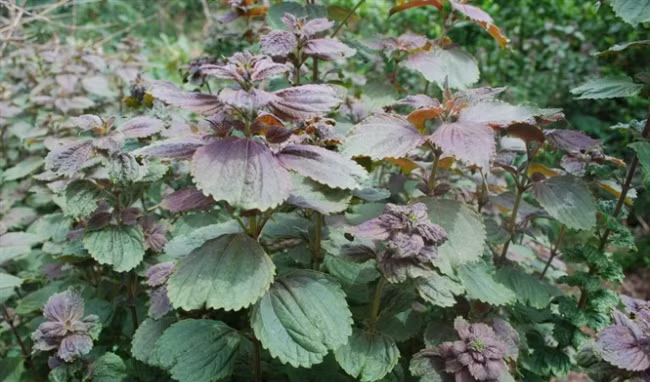 Với cách làm trắng da này, bạn có thể thực hiện 2 – 3 lần/tuần, da sẽ trở nên trắng sáng và mịn màng hơn. Ảnh: healthplus.