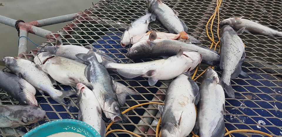 Xã Nhân Huệ hiện có 20 hộ nuôi với tổng số 250 lồng cá trên các sông Thái Bình, Kinh Thầy qua địa bàn. Những người nuôi cá lồng mong muốn, các cơ quan chức năng tỉnh Hải Dương sớm điều tra làm rõ nguyên nhân hiện tượng cá chết bất thường trên và có biện pháp xử lý nếu có cá nhân, công ty nào xả thải.