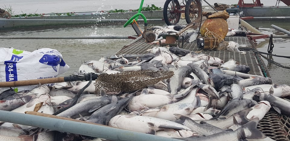 Cá chết xếp thành đống.