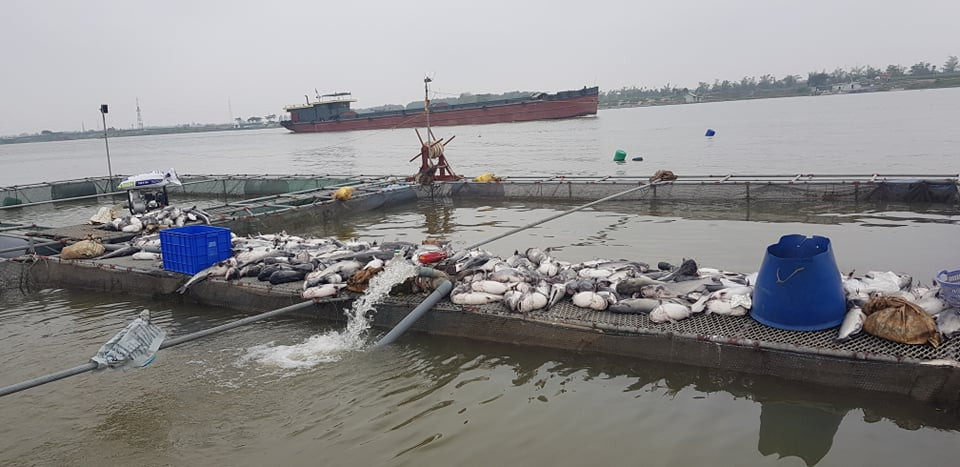 Người dân bơm xục nước nhưng cũng không thể cứu được cá.