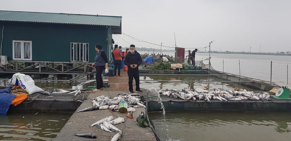 Xác cá chết được người dân vớt lên bè.