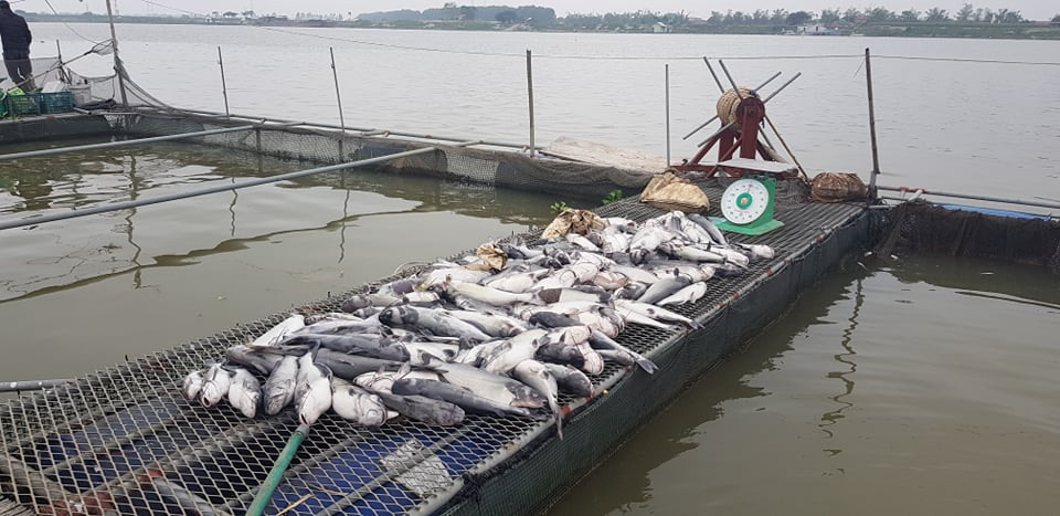 Ông Đản cho hay, hiện người dân nghi nguồn nước bị ô nhiễm do xả thải nhưng hiện nay các cơ quan chức năng đang xác minh làm rõ nguyên nhân.