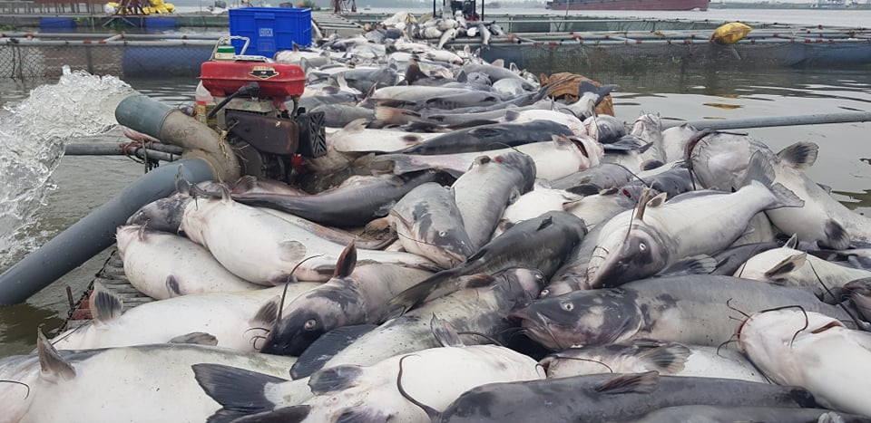 Ngay khi xảy ra sự việc trên, UBND xã Nhân Huệ đã xuống nắm bắt tình hình. Các cơ quan chức năng của TP Chí Linh, Sở NN&amp;PTNT Hải Dương, Chi cục Bảo vệ môi trường (Sở TNMT Hải Dương), công an môi trường cũng cử cán bộ chuyên môn xuống hiện trường thống kê thiệt hại, điều tra làm rõ nguyên nhân vụ việc.