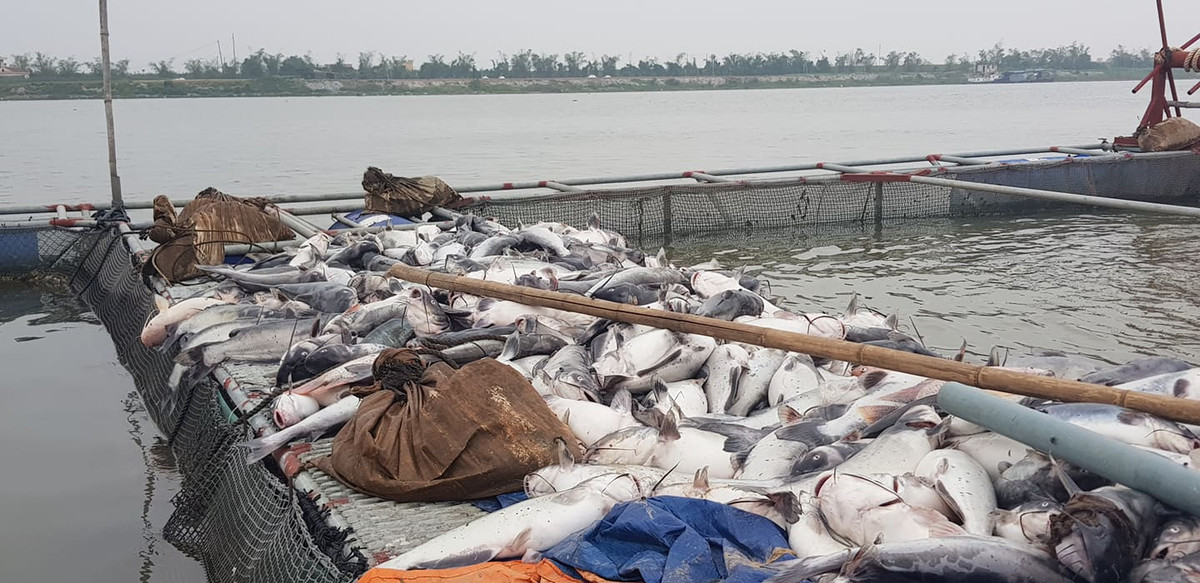 Thiệt hại là rất lớn vì hiện cá nuôi lồng này sắp đến kỳ thu hoạch.