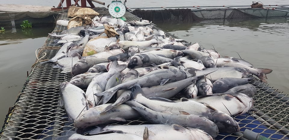 Khu nuôi cá hộ ông Nguyễn Ngọc Vinh (xã Nhân Huệ) có 17 lồng nuôi cá thì đa số đều có tình trạng cá chết hàng loạt tại các lồng. Theo người nhà ông Vinh, các lồng cá lăng của gia đình khoảng 70 đến 80 tấn nên số lượng cá chết là rất lớn, ước tính khoảng 50 tấn.