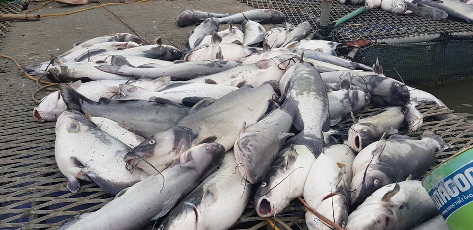 Đồng thời cho biết, nguyên nhân dẫn đến cá chết hàng loạt rất có thể do nguồn nước sông bị ô nhiễm do hoạt động xả thải công nghiệp. Bởi chiều ngày 6/3, gia đình phát hiện một dòng nước đen, mùi khó chịu chảy qua khu vực nuôi cá. Đến tối cùng ngày, cá có hiện tượng bất thường, sau đó chết hàng loạt.