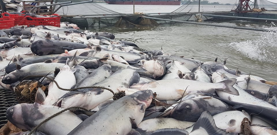 Mỗi con cá có trọng lượng từ 4 đến 5kg.