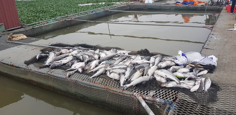 Chủ yếu là cá lăng.