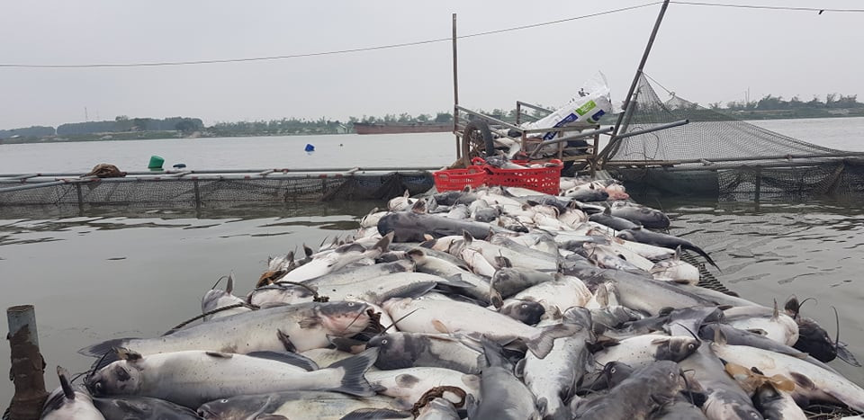 Hải Dương: Hơn trăm tấn cá lồng chết bất thường nổi trắng sông Thái Bình - Hình 2 Hai Duong: Hon tram tan ca long chet bat thuong noi trang song Thai Binh-Hinh-2