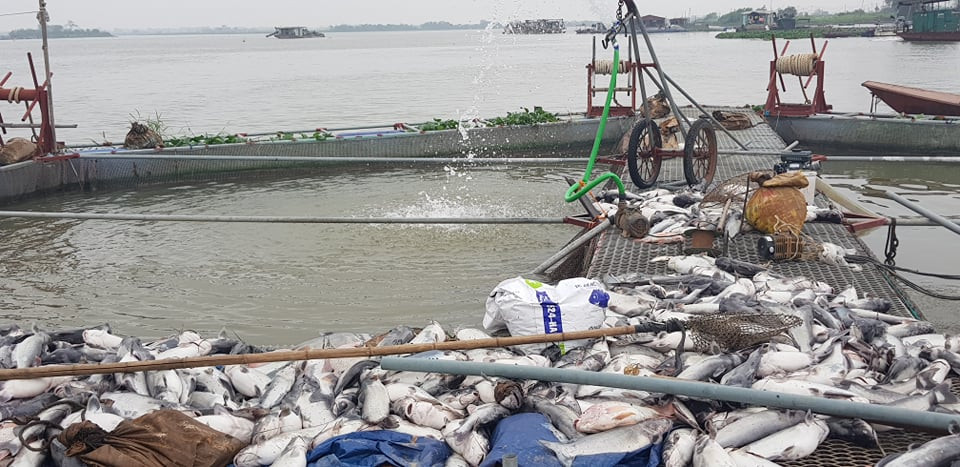 Trước hiện tượng cá chết hàng loạt, số cá trắm còn lại trong lồng, gia đình buộc phải bán cho thương lái dù giá không được cao như ngày thường.