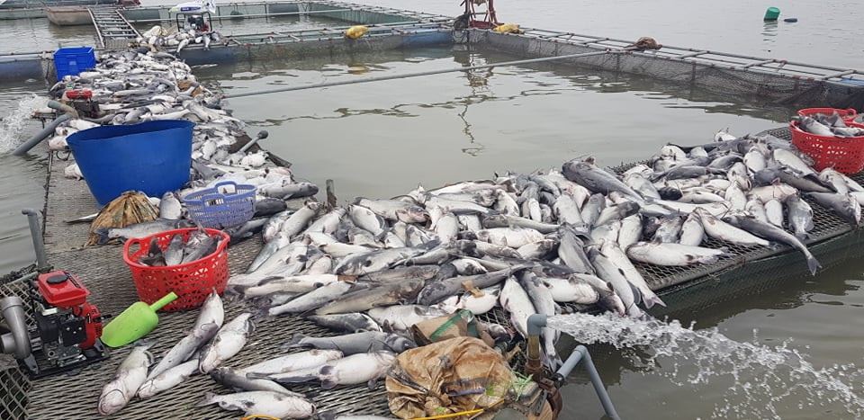 Trao đổi với PV Kiến Thức, Chủ tịch UBND xã Nhân Huệ Nguyễn Văn Đản cho biết, khoảng 100 tấn cá lồng của hàng chục hộ dân đã bị chết, thiệt hại rất lớn.