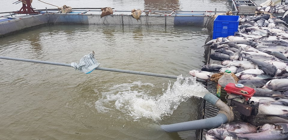 Trước đó, năm 2018 cũng xảy ra hiện tượng cá chết hàng loạt ở khu vực này và thượng nguồn sông Kinh Thầy với khoảng 400 tấn cá các loại. Tháng 3/2019, cũng tại khu vực các sông này đã xuất hiện những luồng nước đen khiến cá chết rải rác.