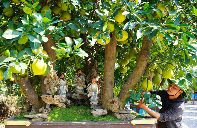 Tác phẩm nghệ thuật bưởi cảnh "Phúc Lộc Thọ" với tuổi đời khoảng 60 năm đang được anh Chính dự kiến chào bán với giá khoảng 150 triệu đồng.