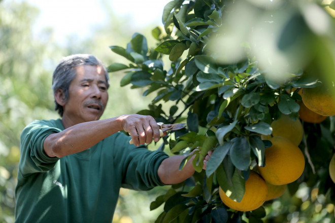 Thời điểm hiện tại, công việc chủ yếu của các nhà vườn là chăm sóc cây cảnh, tỉa lá và tưới cây vì các công đoạn quan trọng đã được chuẩn bị từ nhiều tháng trước đó.