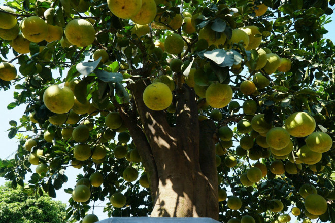 Vườn bưởi cảnh nhà anh Hoàng Đình Chính ở huyện Văn Giang (Hưng Yên) là nhà vườn lớn nhất tại đây. Những ngày này anh lại tất bật chăm sóc, tỉa cành, tuốt dáng… cho hàng trăm cây bưởi bonsai độc đáo trong vườn.