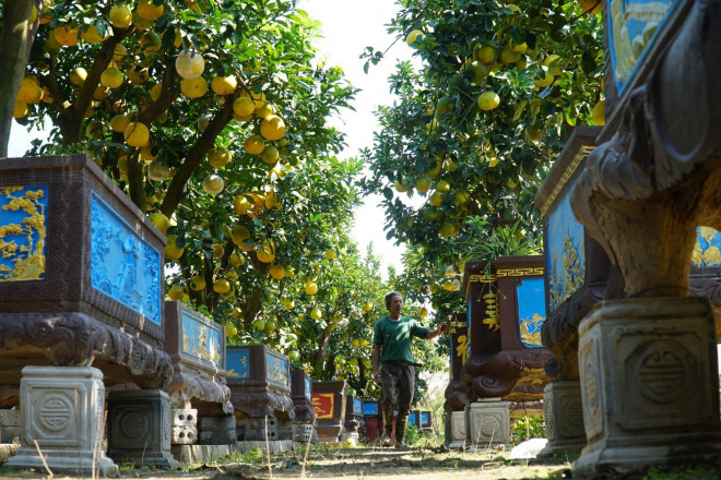 Hàng năm, Hưng Yên chính là đầu mối cung cấp bưởi cảnh lớn cho khắp các tỉnh từ Bắc vào Nam, nhiều nhà vườn trồng bưởi tại Văn Giang (Hưng Yên) có những gốc bưởi được định giá cả trăm triệu đồng.