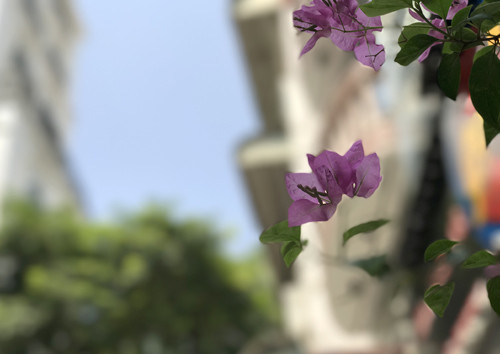 Tuy nhiên một vài trường hợp máy có thể xóa phông nhầm.