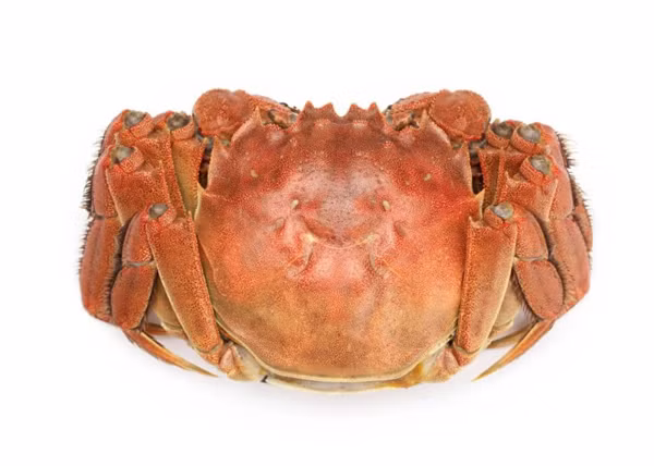 Cua có vị thanh mát, rất thích hợp giải ngán trong những ngày thời tiết nắng nóng. Không chỉ ngon miệng, cua còn có giá trị dinh dưỡng cao. Cụ thể, thịt cua nhiều đạm song ít chất béo. Phân tích thành phần đạm và chất béo ở cua lông Trung Quốc, các nhà khoa học nhận thấy chất đạm chứa tới 20-24% trong khi chất béo chỉ 3-4%. (Ảnh minh họa)