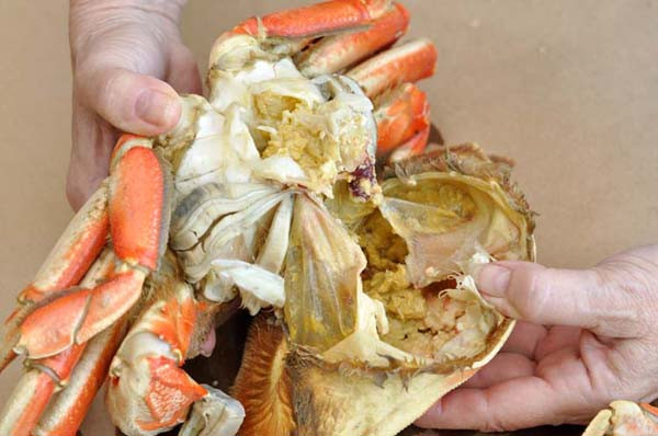 Ruột cua. Dạ dày cua là phần túi xương nhỏ hình tam giác nằm trong thân cua. Ruột là đường màu đen nằm ở phần dạ dày thông lên rốn. Đáng lưu ý, cua là loài động vật ăn tạp, có nguồn thức ăn đa dạng gồm thực vật, tôm cá nhỏ, xác sống dưới nước. Để đảm bảo sức khỏe, bạn nên loại bỏ phần này bởi chúng dễ tích tụ chất bẩn.