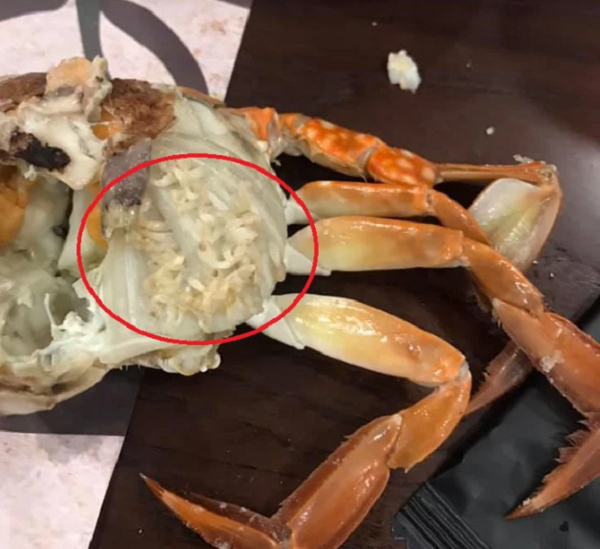 Mang được xem là nơi bẩn nhất trên cua, chứa nhiều ký sinh trùng. Ăn cua không loại bỏ phần mang khiến bạn vô tình nạp mầm bệnh vào người, không có lợi.