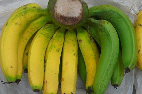 Để chọn chuối không tẩm hóa chất, bạn nên chọn nải có quả màu xanh sậm, căng bóng và độ cong đều. Quan sát nếu vỏ quả có đốm chuyển sang vàng nhẹ thì nải chuối đã già và sẽ ngon hơn.