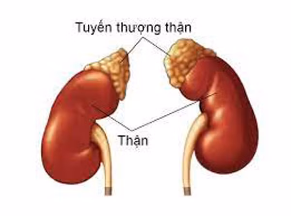 Tuyến thượng thận. Tuyến thượng thận nằm phía trên thận lợn, thực hiện chức năng bài tiết. Tuyến thượng thận là một trong những nơi tích tụ nhiều chất thải, độc tố nhất. Tiêu thụ nhiều bộ phận này có thể gây ngộ độc cấp, biểu hiện lâm sàng là chóng mặt, đầy bụng, buồn nôn, hồi hộp, đánh trống ngực, suy nhược toàn thân, đau dạ dày, kèm theo các triệu chứng tiêu chảy.