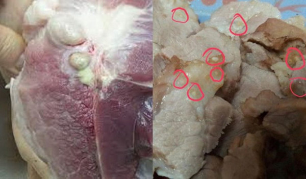 Hạch bạch huyết. Hạch bạch huyết của lợn là những cục màu trắng xám hoặc vàng nhạt, phân bố khắp cơ thể lợn. Các hạch này chứa độc tố, vi khuẩn và virus.