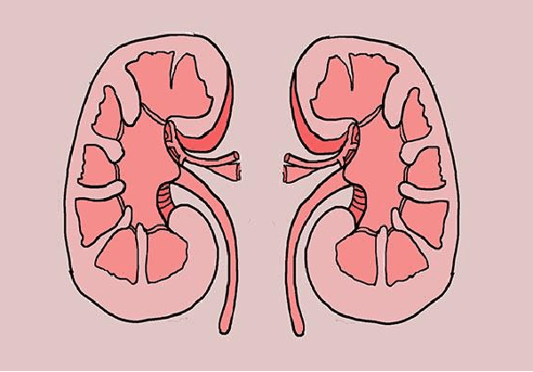 Thận nằm trong cơ thể, khó quan sát bằng mắt thường. Tuy vậy, bạn vẫn có thể nhận biết dấu hiệu thận khỏe thông qua 3 bộ phận dưới đây. Nếu cả 3 đều ấm nóng chứng tỏ thận khỏe mạnh. Ngược lại, bạn đang có vấn đề về thận, cần điều chỉnh thói quen sinh hoạt, có tác động kịp thời. (Ảnh minh họa)