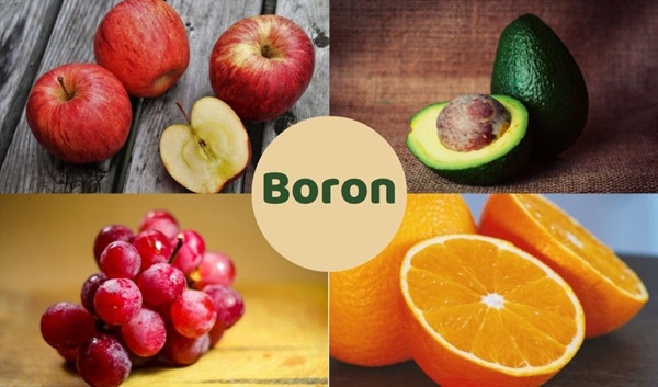 Boron – “bảo bối” của tuyến tiền liệt. Ung thư tuyến tiền liệt là bệnh hay gặp ở nam giới trên 50 tuổi, gây tử vong đứng thứ hai sau ung thư phổi. Nghiên cứu cho thấy, nam giới ăn nhiều thực phẩm chứa boron giảm tới 65% nguy cơ mắc bệnh so với những người ít tiêu thụ chất này. (Ảnh minh họa)