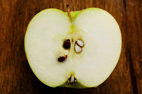 Hạt táo. Hạt táo chứa các chất hóa học thường biến thành cyanide - một chất hóa học có hại trong quá trình tiêu hóa. Vì vậy, hãy chắc chắn rằng bạn đã loại bỏ hạt trước khi ăn táo. (Ảnh: Times of India)