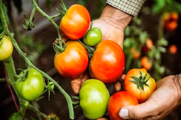 Có nên bảo quản cà chua trong tủ lạnh? Câu trả lời kinh ngạc - Hình 2 Co nen bao quan ca chua trong tu lanh? Cau tra loi kinh ngac-Hinh-2