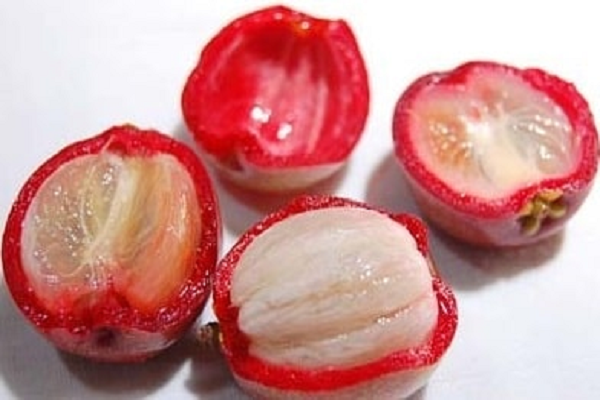 Quả Kokum. Loại quả này kích thích sự thèm ăn và cải thiện tiêu hóa. Nó có thể được thêm vào khi nêm món cà ri hoặc nước trái cây. (Ảnh minh họa)