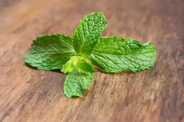 Bạc hà. Lá bạc hà tươi rất tốt vào mùa hè vì chúng có chứa tinh dầu bạc hà. Chất này giúp kích thích các đầu dây thần kinh chuyên biệt tạo cảm giác lạnh và một xung điện truyền đến não khiến bạn cảm thấy bên ngoài lạnh hơn. Cơ chế này sẽ tự động làm mát cơ thể. (Ảnh: istock)