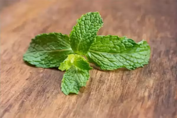 Bạc hà. Lá bạc hà tươi rất tốt vào mùa hè vì chúng có chứa tinh dầu bạc hà. Chất này giúp kích thích các đầu dây thần kinh chuyên biệt tạo cảm giác lạnh và một xung điện truyền đến não khiến bạn cảm thấy bên ngoài lạnh hơn. Cơ chế này sẽ tự động làm mát cơ thể. (Ảnh: istock)