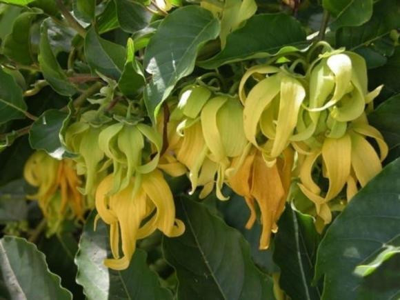 Loai cay trong truoc nha toa huong thom va mang lai su binh an-Hinh-2